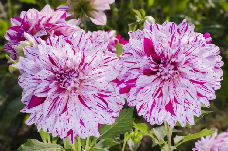 Picture of USA, WASHINGTON DAHLIA FLOWERS IN GARDEN