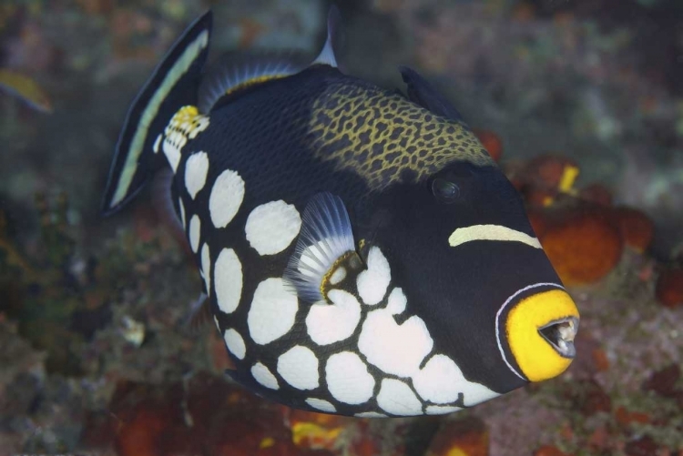 Picture of INDONESIA, PAPUA, RAJA AMPAT TRIGGERFISH