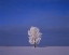 Picture of CANADA, DUGALD, HOARFROST ON COTTONWOOD TREES