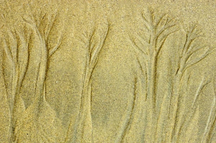 Picture of CANADA, PACIFIC RIM NP PATTERNS ON THE BEACH