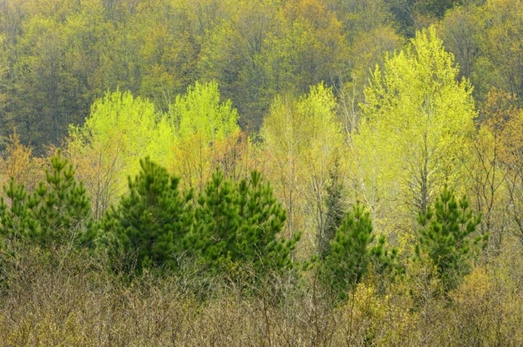 Picture of CANADA, ROSSEAU SCOTS PINE IN SPRING FOLIAGE