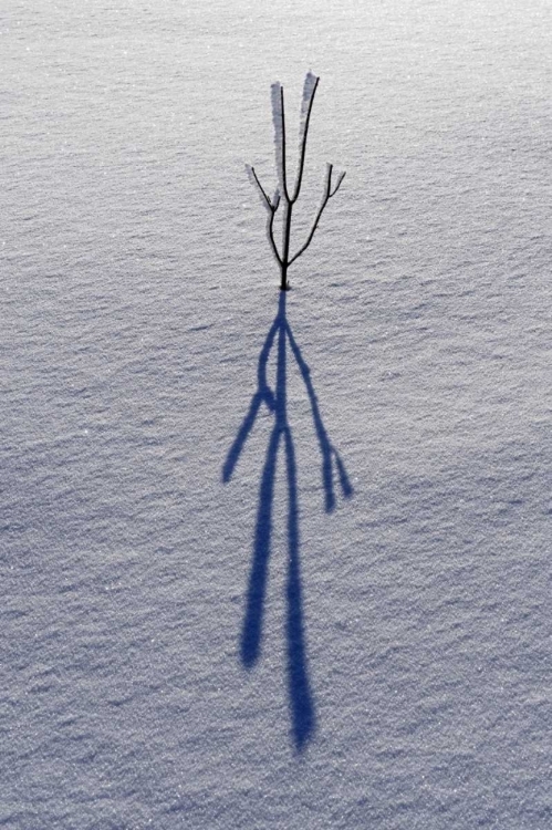 Picture of CANADA, ONTARIO, BOURGET PLANT SHADOW ON SNOW