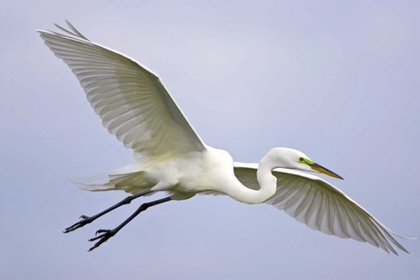 Picture of FL, VENICE GREAT EGRET FLYING AT VENICE ROOKERY