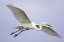 Picture of FL, VENICE GREAT EGRET FLYING AT VENICE ROOKERY