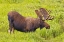 Picture of CO, CAMERON PASS BULL MOOSE WITH VELVET ANTLERS