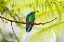 Picture of COSTA RICA GREEN VIOLET-EAR HUMMINGBIRD ON LIMB