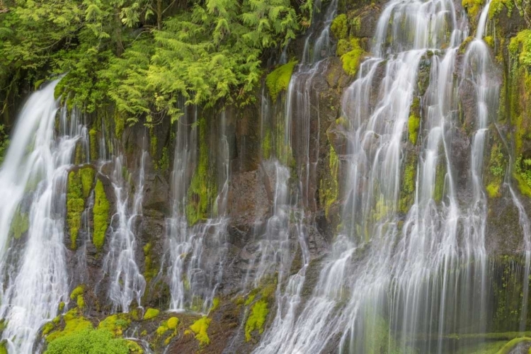 Picture of WASHINGTON SPRING PANTHER CREEK WATERFALL