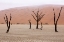 Picture of NAMIBIA, NAMIB-NAUKLUFT, DEADVLEI MISTY MORNING