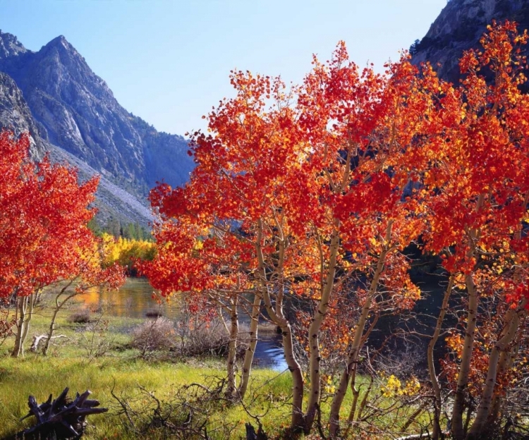 Picture of CA, SIERRA NEVADA AUTUMN IN THE SIERRAS