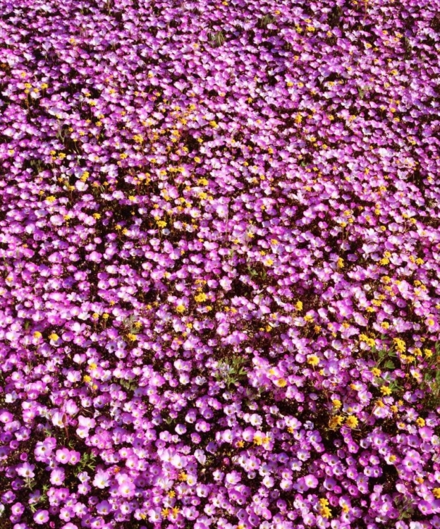 Picture of CALIFORNIA, CLEVELAND NF FLOWERS BLOOMING