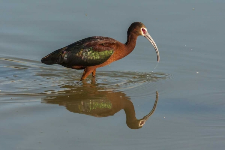 Picture of UTAH, BEAR RIVER NWR WHITE-FACED IBIS FEEDING