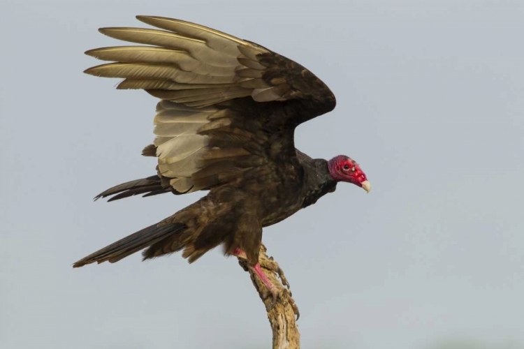 Picture of TEXAS, HIDALGO COUNTY TURKEY VULTURE ON STUMP