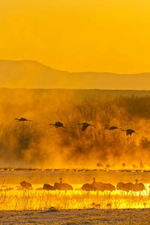 Picture of NEW MEXICO, BOSQUE DEL APACHE SANDHILL CRANES