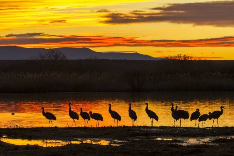 Picture of NEW MEXICO, BOSQUE DEL APACHE SANDHILL CRANES