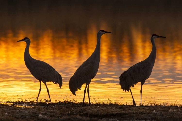 Picture of NEW MEXICO, BOSQUE DEL APACHE SANDHILL CRANES