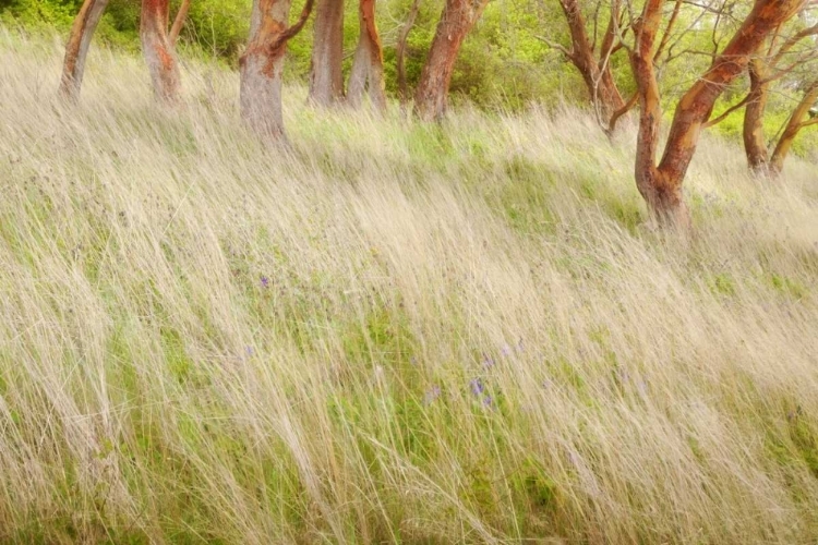 Picture of WASHINGTON, SAN JUANS GRASSES AND MADRONE TREES