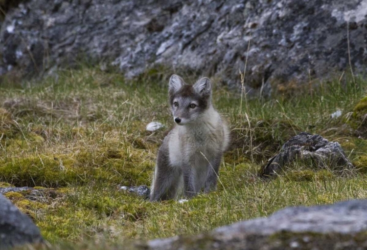 Picture of NORWAY, SVALBARD, PRINS KARLS FORLAND