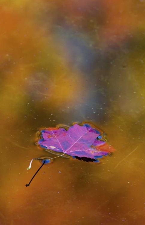 Picture of CANADA, QUEBEC AUTUMN LEAF ON POND