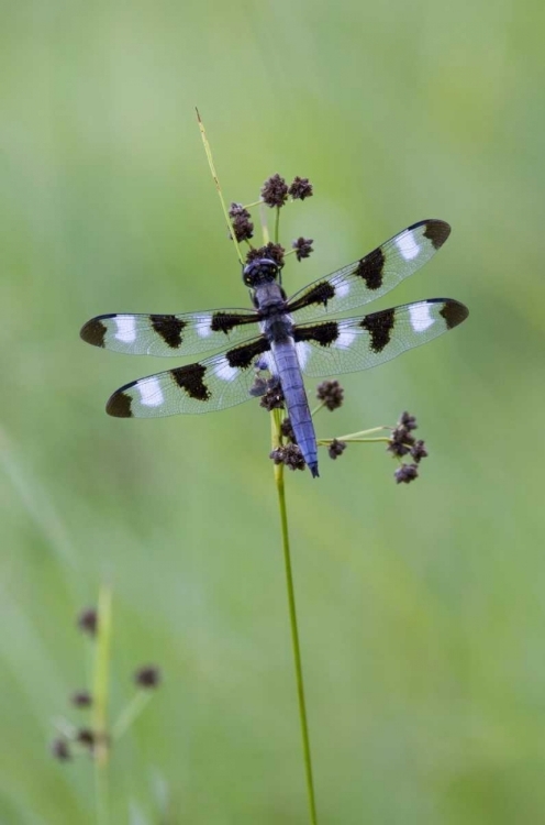 Picture of CANADA, QUEBEC, TWELVE-SPOT SKIMMER