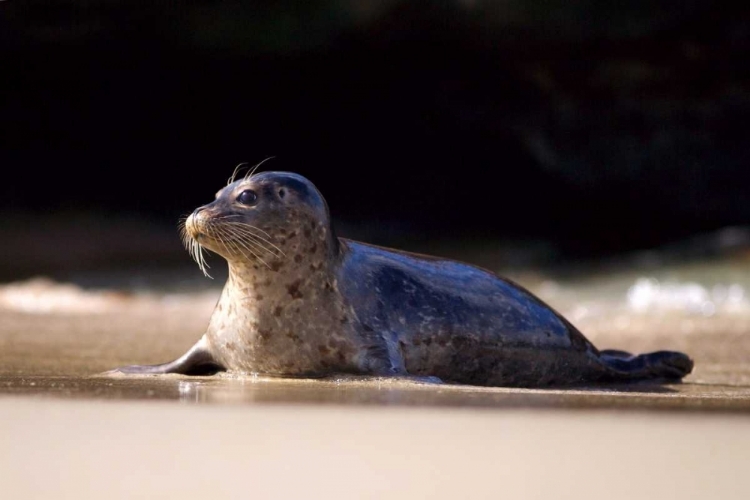 Picture of CA, LA JOLLA A SEAL ON A BEACH ALONG THE COAST