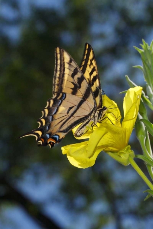 Picture of CA, MISSION TRAILS ANISE SWALLOWTAIL BUTTERFLY