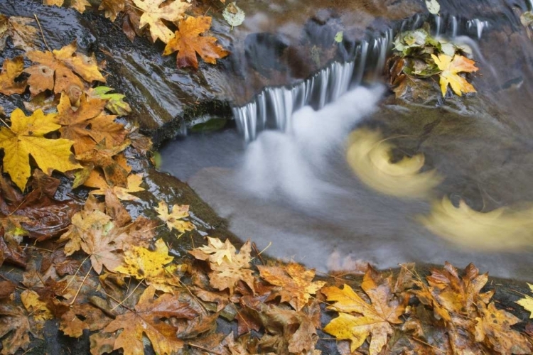 Picture of OR, SWEET CREEK MAPLE LEAVES AND STREAM EDDY