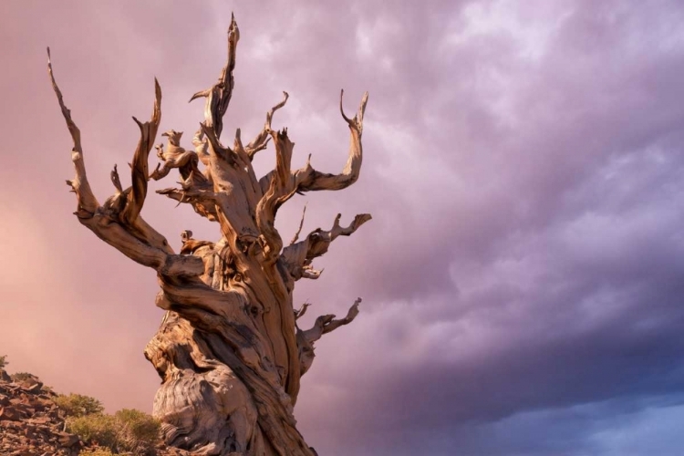 Picture of CA, INYO NF, BRISTLECONE FOREST THE SENTINEL