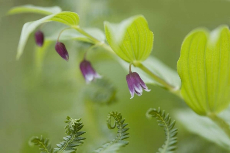 Picture of AK, GLACIER BAY NP ROSY TWISTED STALK FLOWER