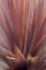 Picture of USA, OREGON, PORTLAND ABSTRACT OF RED FLAX PLANT