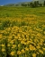 Picture of OREGON, STEENS MOUNTAIN MEADOW OF ARNICA FLOWERS