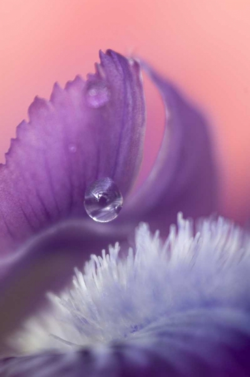 Picture of IRIS PETAL CLOSE-UP