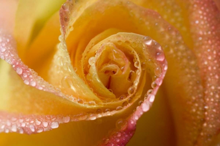 Picture of ROSE CLOSE-UP WITH DEW