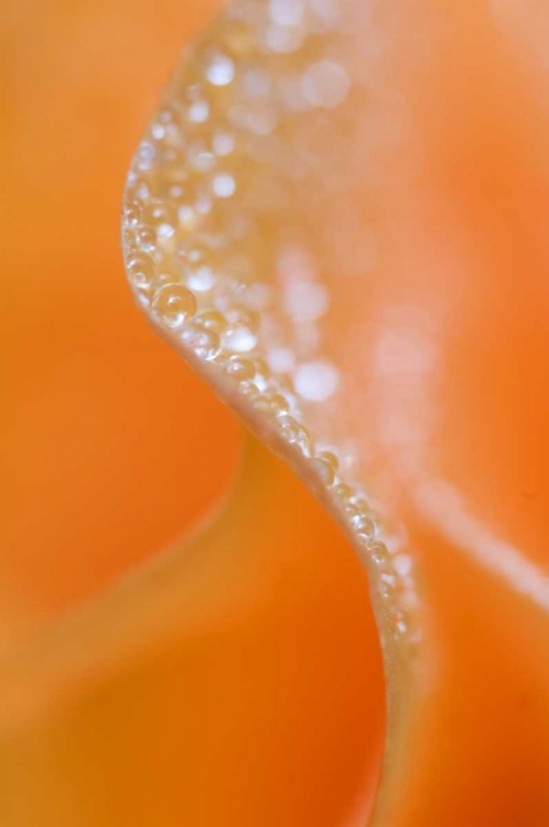 Picture of ABSTRACT FLOWER CLOSE-UP