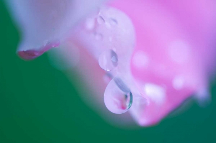 Picture of PETALS WITH DROPS OF RAIN