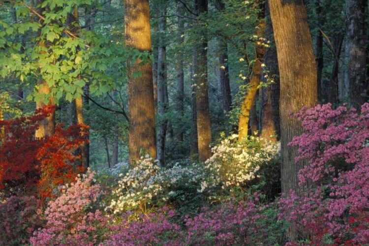 Picture of USA, GEORGIA, AZALEA FOREST