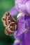 Picture of CECROPIA MOTH ON IRIS IN GARDEN