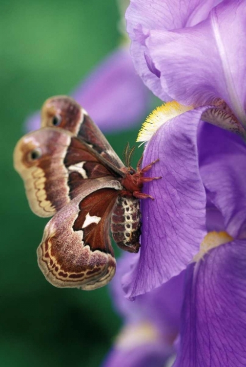 Picture of CECROPIA MOTH ON IRIS IN GARDEN