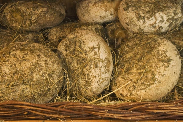 Picture of ITALY, TUSCANY CHEESE BEING SEASONED IN HAY