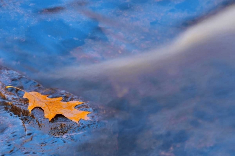 Picture of CANADA, ONTARIO, ROSSEAU RIVER, OAK LEAF ON ROCK