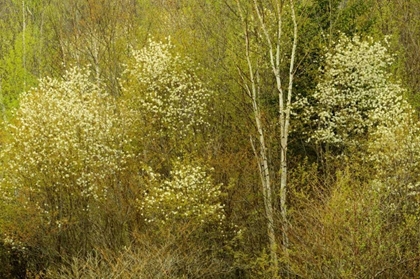 Picture of CANADA, UTTERSON SERVICEBERRY IN SPRING FOLIAGE