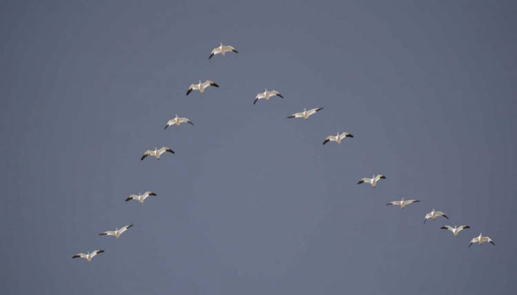 Picture of SNOW GEESE FLYING IN V FORMATION