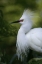 Picture of FL SNOWY EGRET IN BREEDING PLUMAGE