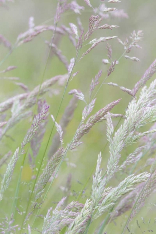 Picture of USA, WASHINGTON, SEABECK GRASSES IN MOTION