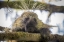 Picture of ALASKA, GLACIER BAY NP PORCUPINE IN A TREE