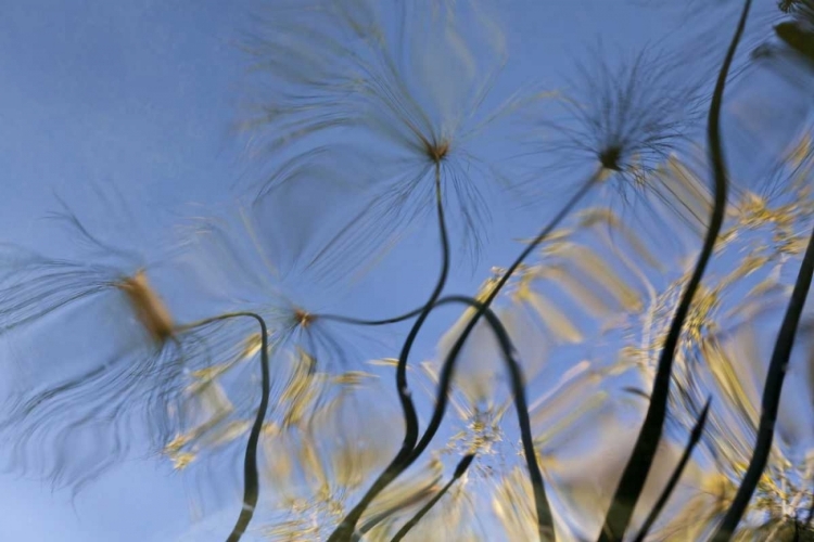 Picture of MEXICO, BAJA CALIFORNIA, TECATE POOL REFLECTION