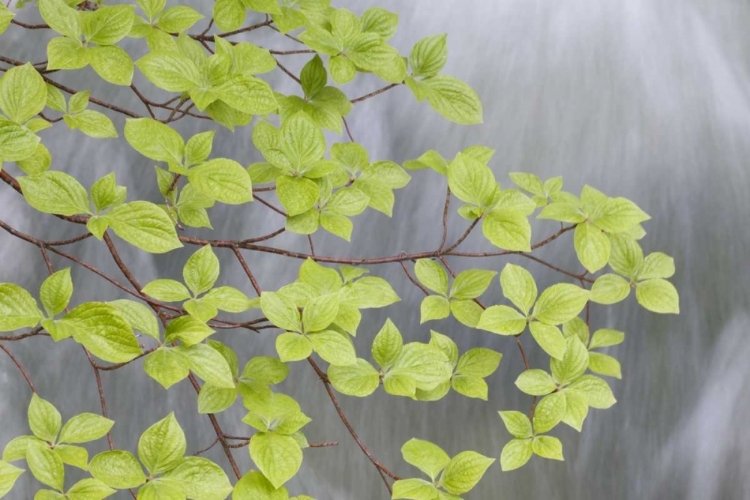 Picture of WA, STEHEKIN PACIFIC DOGWOOD OVER RAINBOW CREEK