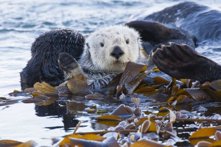 Picture of CA, SAN LUIS OBISPO, SEA OTTER WRAPPED IN KELP