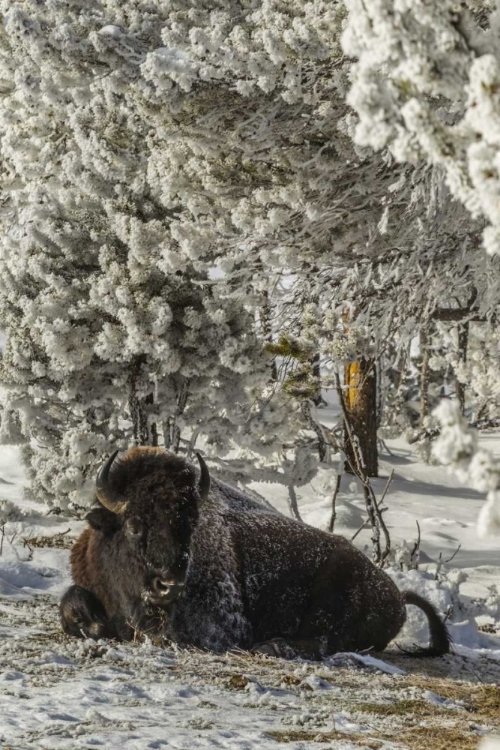 Picture of WY, YELLOWSTONE BISON RESTING ON SNOWY GROUND