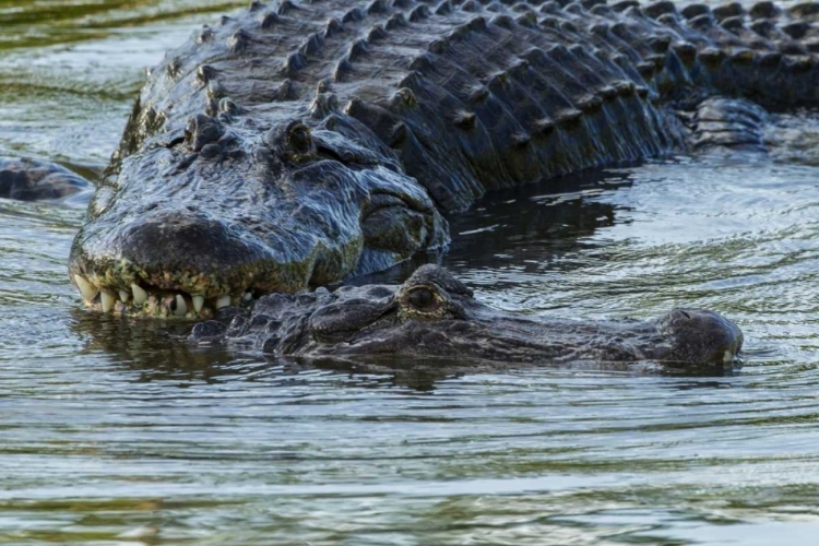 Picture of FL, MALE ALLIGATOR DISPLAYS COURTSHIP BEHAVIOR