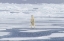 Picture of NORWAY, SVALBARD POLAR BEAR ON SEA ICE